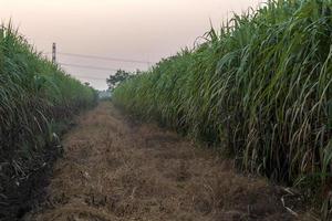 molti campi di canna da zucchero vicino alle erbacce secche. foto