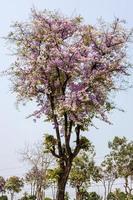 una veduta dell'albero tabaek o lagerstroemia, che è pieno di fiori bianchi e rosa.