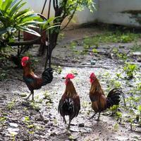 bantams su terreno bagnato. foto