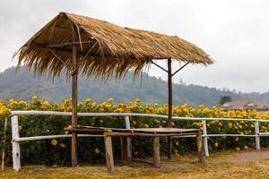 capanna di paglia di calendula. foto