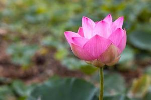 una vista ravvicinata di grandi fiori di loto rosa che sbocciano magnificamente con foglie verdi sfocate. foto