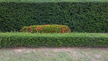 la vista sullo sfondo della linea di recinzione di piccoli arbusti verdi freschi. foto