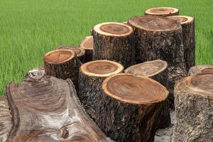 i tronchi di molte foreste pluviali vicino alle risaie. foto