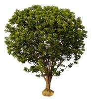 isolare l'albero di neem. foto