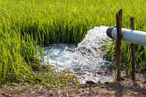 primo piano di acqua da una conduttura in un campo di riso. foto