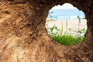 una vista attraverso una grande cavità di alberi in decomposizione sull'erba. foto