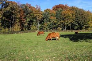 mucche marroni al pascolo sul prato verde sullo sfondo della foresta autunnale. foto