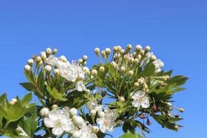 bellissimi alberi di ciliegio e susino in fiore durante la primavera con fiori colorati foto