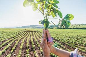 le mani della donna reggono una piccola piantina di soia. concetto di agroalimentare foto