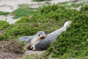 Leone marino australiano che dorme su un cespuglio