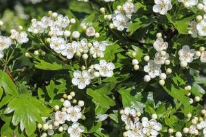 bellissimi alberi di ciliegio e susino in fiore durante la primavera con fiori colorati foto