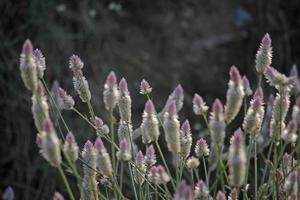 fiori celosia argentea, cresta di gallo d'argento, piume di fenicottero, foto
