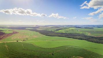 vista aerea del campo della piantagione di canna da zucchero con la luce del sole. industriale agricolo. foto