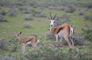 springbok con bambino, parco nazionale di etosha, stagione delle piogge, namibia, africa