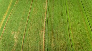 vista aerea del campo della piantagione di canna da zucchero con la luce del sole. industriale agricolo. foto