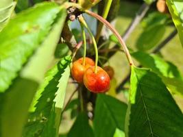 primo piano fuoco selettivo di ciliegie gialle e rosse su un piccolo albero di ciliegio. foto