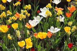 bella vista in un colorato campo di fiori di tulipano in una soleggiata giornata estiva foto