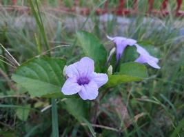 ruellia tuberosa è un arbusto blu o viola che ha semi secchi che si aprono quando esposti all'acqua foto