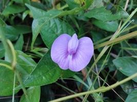 centrosema virginianum è una specie di pianta della specie di pisello farfalla appartenente alla tribù delle fabaceae. foto