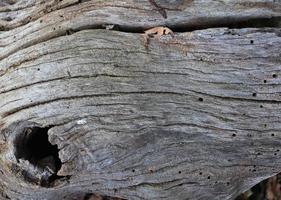 vista ravvicinata su diverse superfici in legno di tronchi di assi e pareti in legno ad alta risoluzione foto