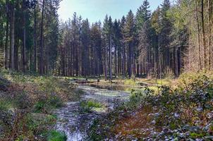 una radura in una foresta di conifere con uno specchio d'acqua nella palude. foto