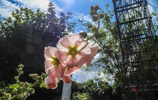 stockrose di fiori rosa da vicino contro un cielo blu foto