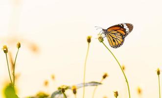 la farfalla a strisce nere e marroni sta sul fiore in giardino alla tailandia foto