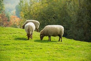 fattoria con molte pecore sul prato verde foto