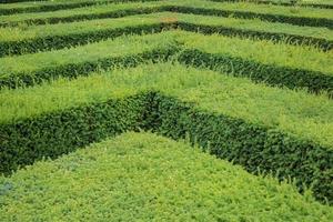 primo piano parti del design moderno del giardinaggio, piante all'aperto nell'ora legale foto