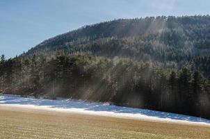 raggi di sole e foresta foto