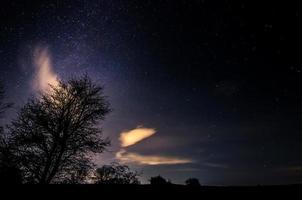 albero e cielo stellato foto