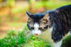 un gatto nero sta giocando in giardino. gatto nero che gioca nel cortile foto