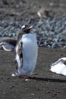 eselspinguine in der antarktis foto