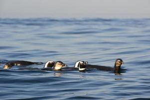 pinguini africani che nuotano (spheniscus demersus)