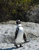 pinguini africani sulla spiaggia di massi