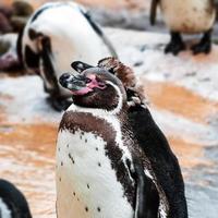 pinguino di Humboldt che si asciuga dopo una nuotata
