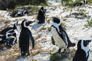 pinguini di jackass (spheniscus demersus) foto