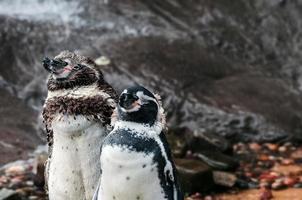due pinguini humboldt che si asciugano dopo una nuotata