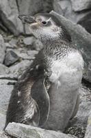 pinguino di Magellano che muta tra le rocce