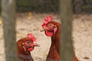 Close-up di due polli all'aperto in pollaio. foto