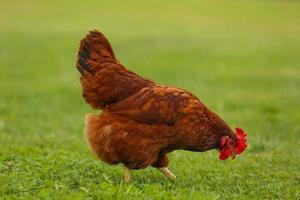 pollo che cammina nell'erba foto