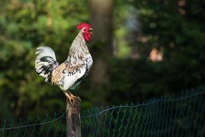 gallo o polli nella fattoria di pollame ruspante tradizionale