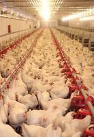 lunghe file piene di polli bianchi vivi nell'allevamento di polli foto