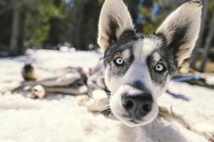 le slitte trainate dai cani nel paesaggio innevato di grau roig, encamp e andorra foto