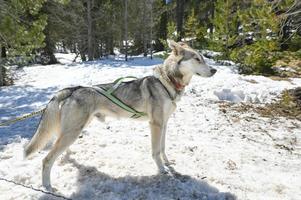 le slitte trainate dai cani nel paesaggio innevato di grau roig, encamp e andorra foto