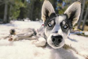 le slitte trainate dai cani nel paesaggio innevato di grau roig, encamp e andorra foto