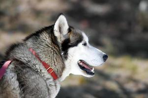 le slitte trainate dai cani nel paesaggio innevato di grau roig, encamp e andorra foto