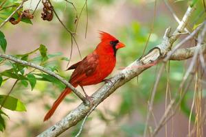 cardinale maschio sul ramo, Florida foto