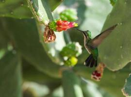 colibrì verde smeraldo