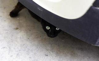 gatto nero nascosto in strada foto